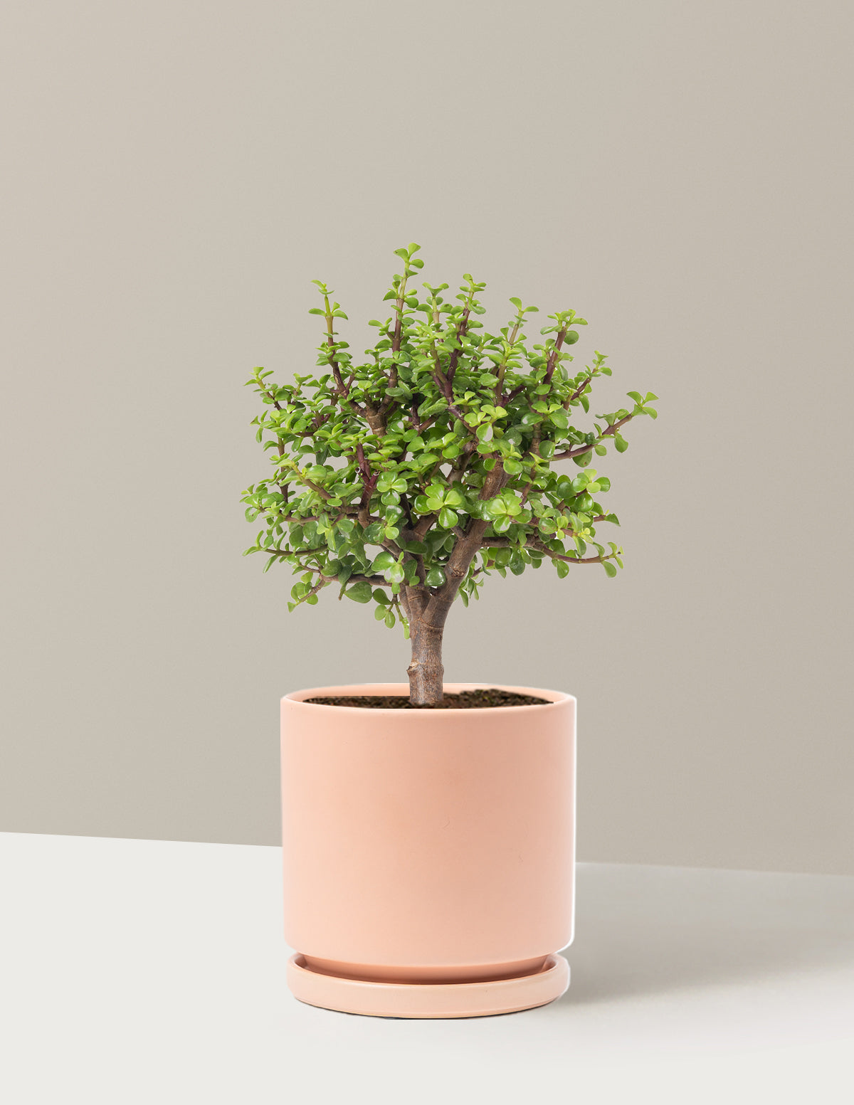 Elephant Bush Bonsai