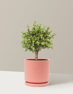 Elephant Bush Bonsai