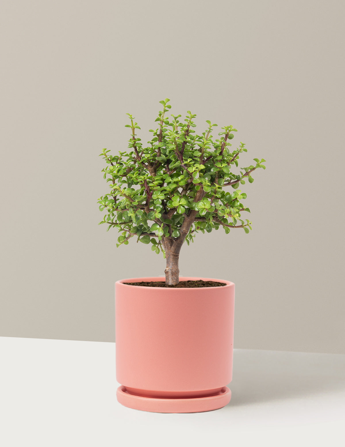 Elephant Bush Bonsai