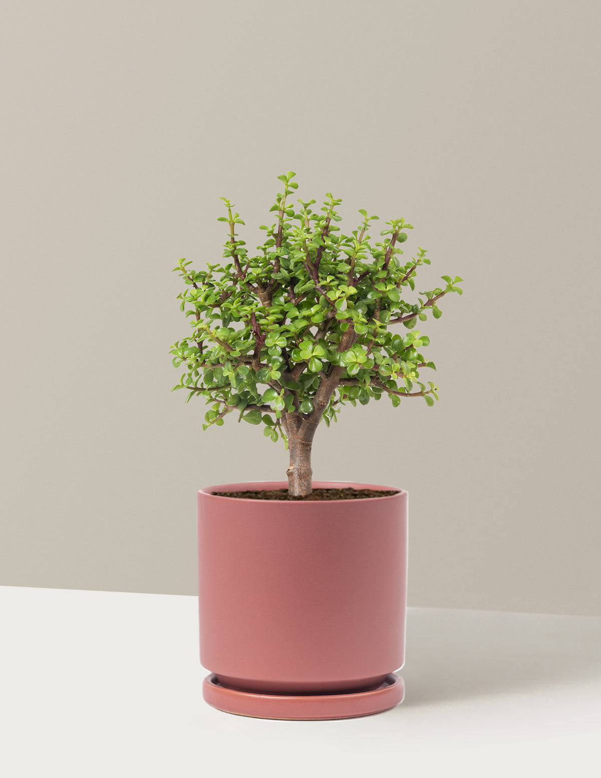 Elephant Bush Bonsai