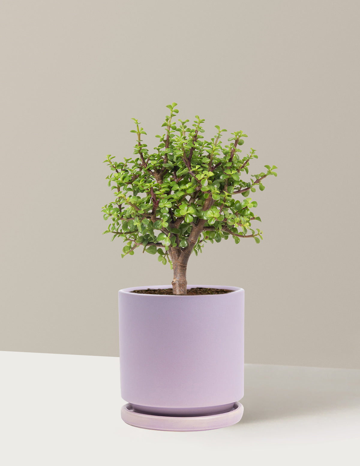 Elephant Bush Bonsai