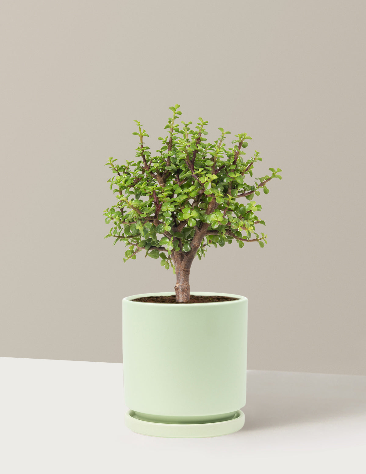 Elephant Bush Bonsai