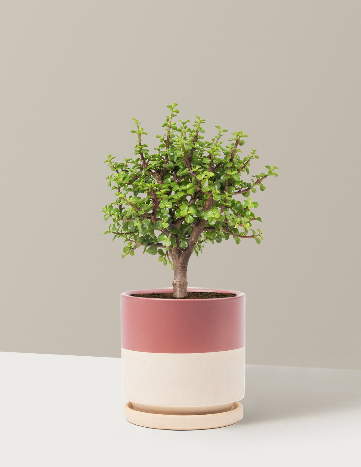 Elephant Bush Bonsai
