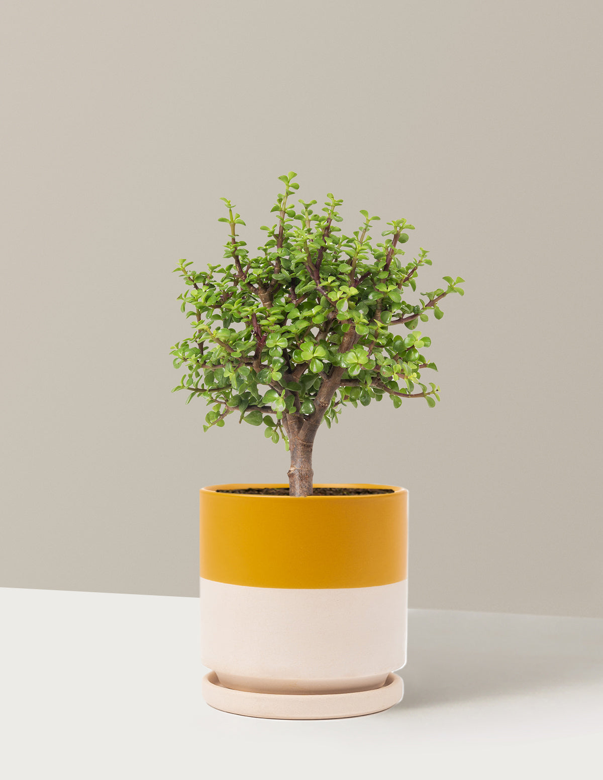 Elephant Bush Bonsai