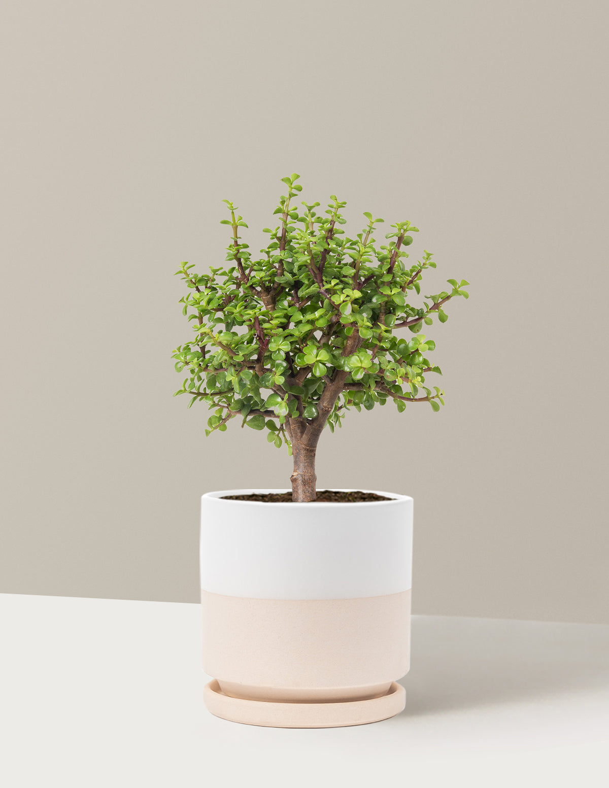 Elephant Bush Bonsai