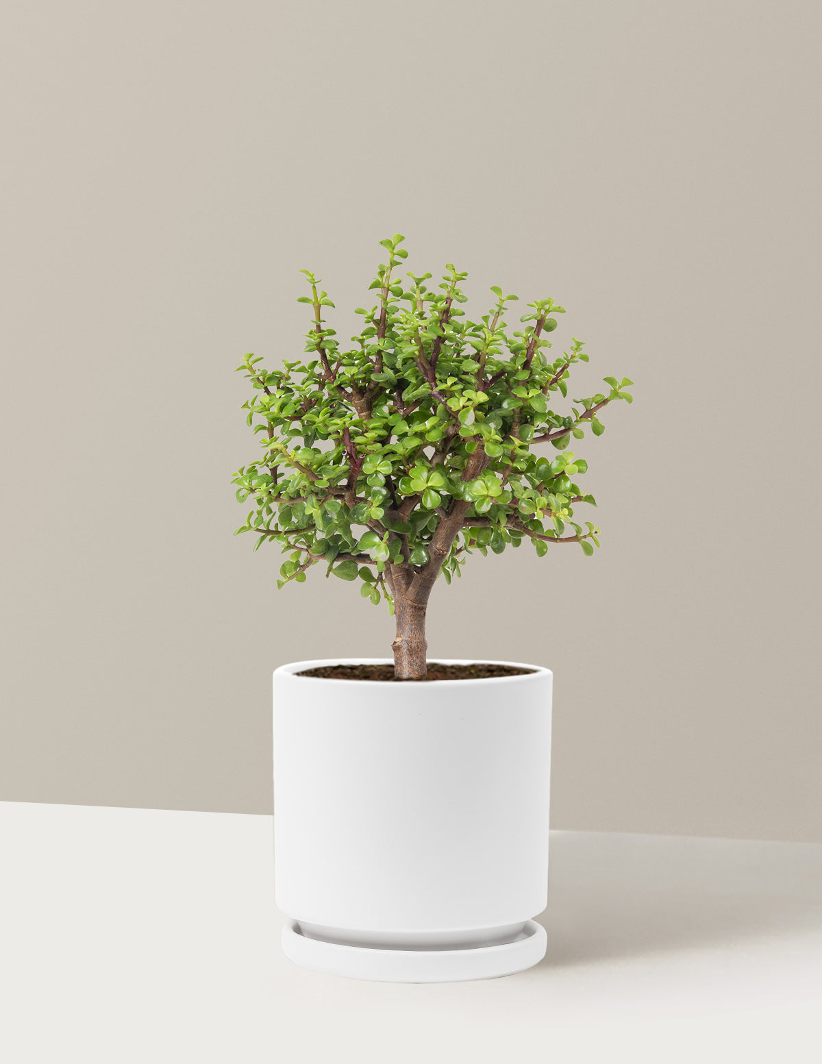 Elephant Bush Bonsai