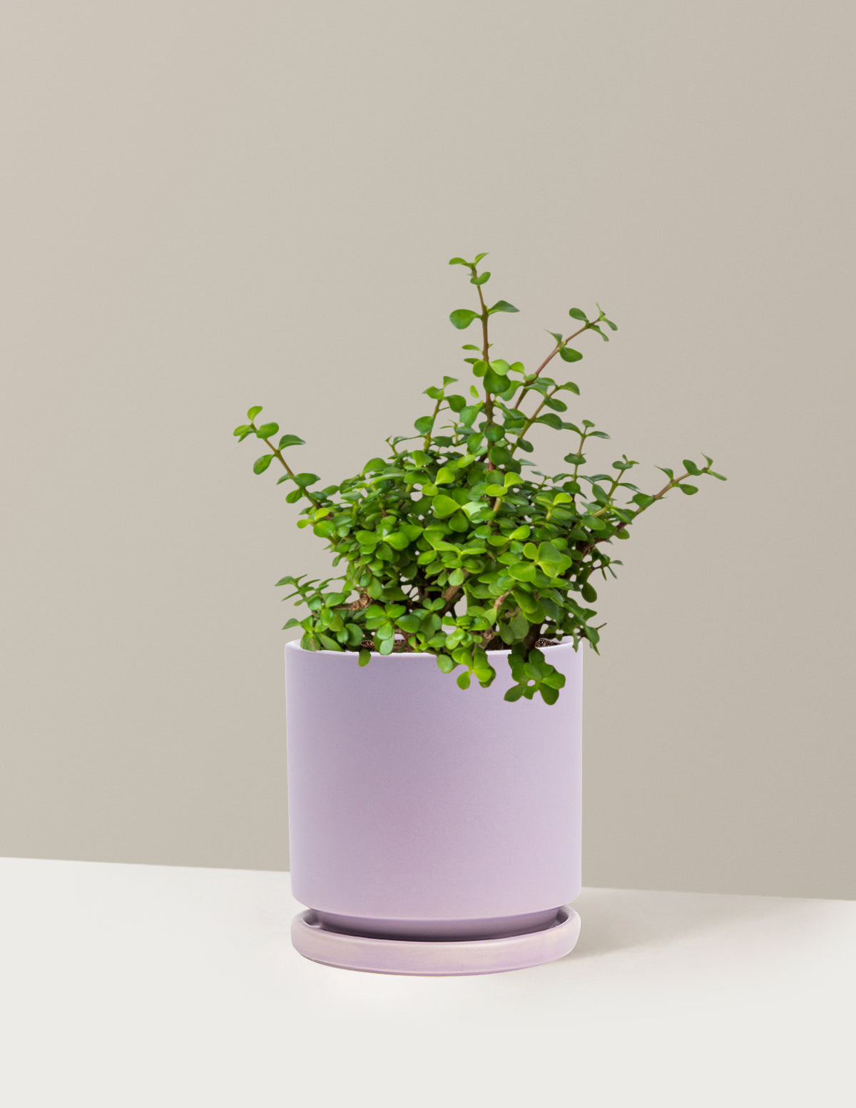 Elephant Bush Prosperity Plant