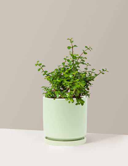 potted bush plants Elephant Bush Prosperity Plant with Planter - Medium (6-8" tall) Black Planter