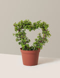 Elephant Bush Heart Bonsai