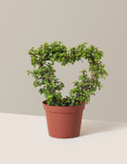 Elephant Bush Heart Bonsai