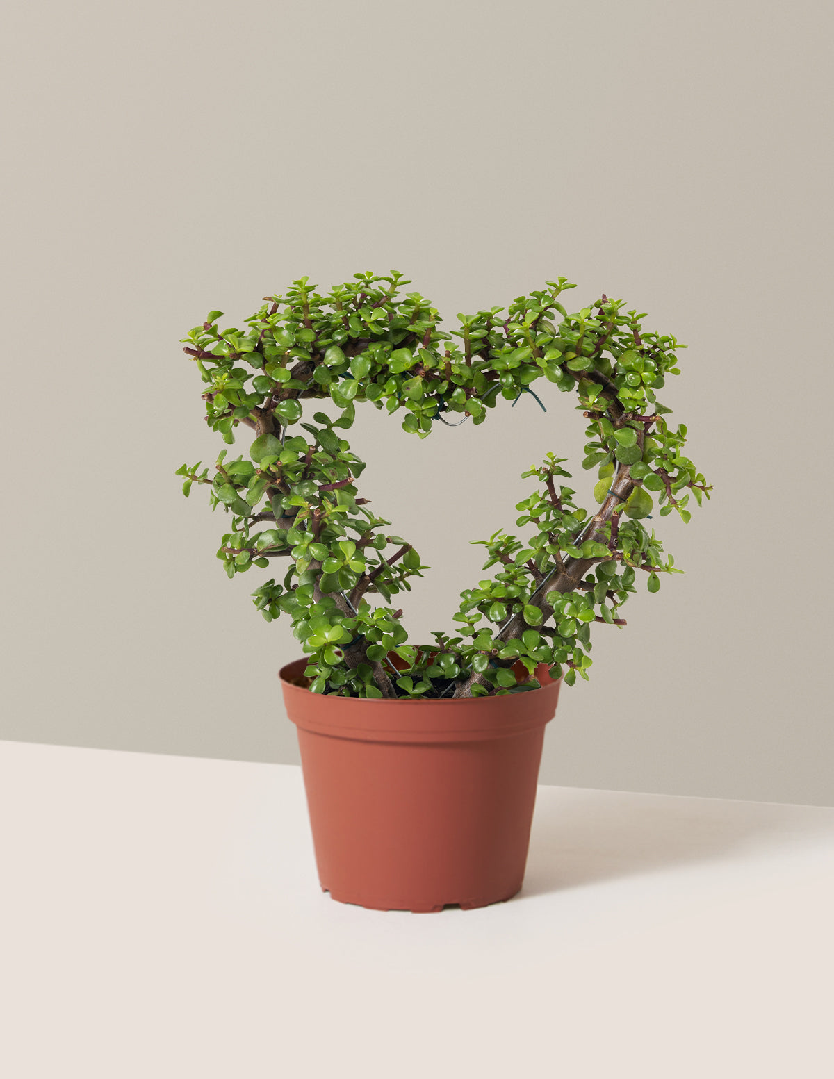 Elephant Bush Heart Bonsai