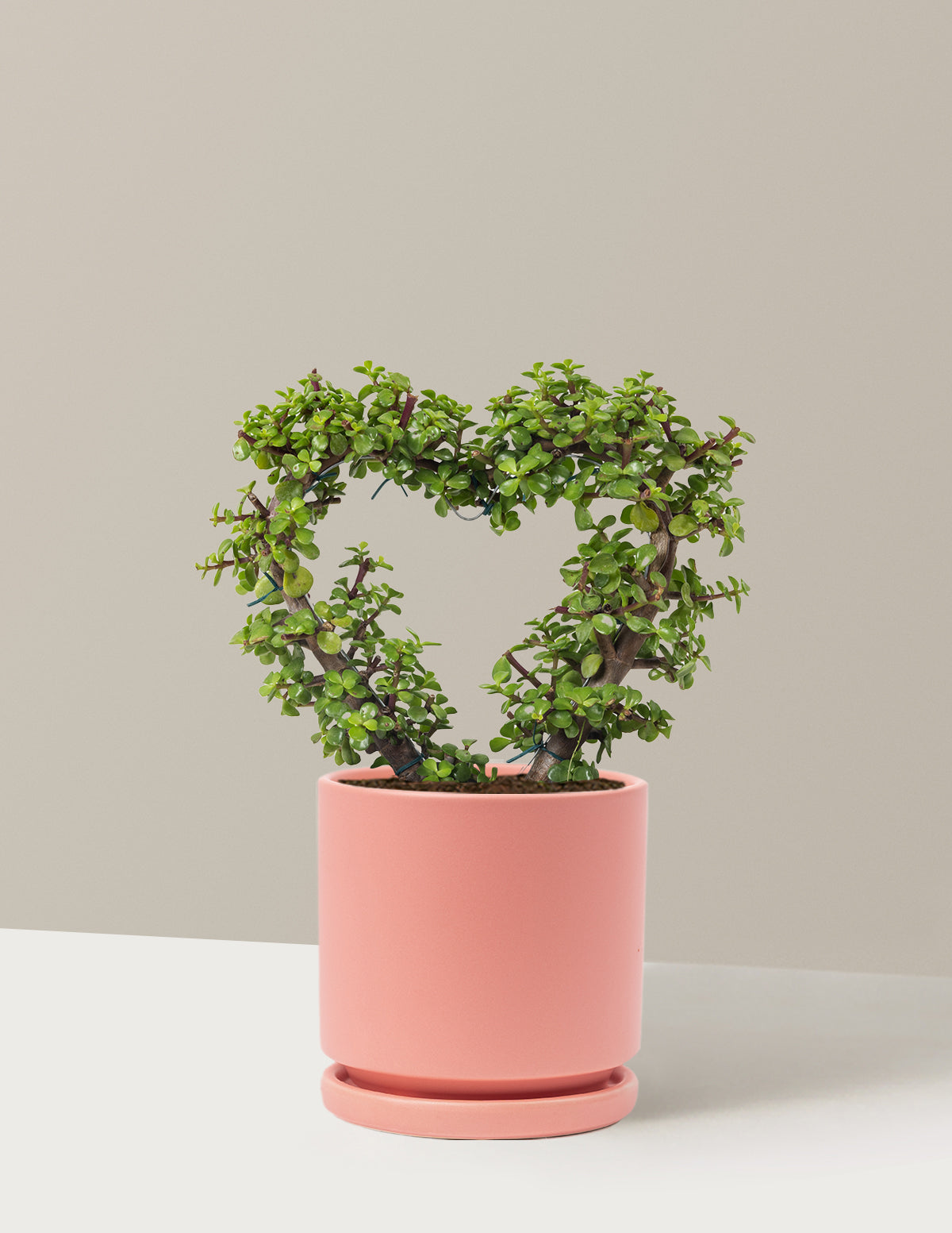 Elephant Bush Heart Bonsai