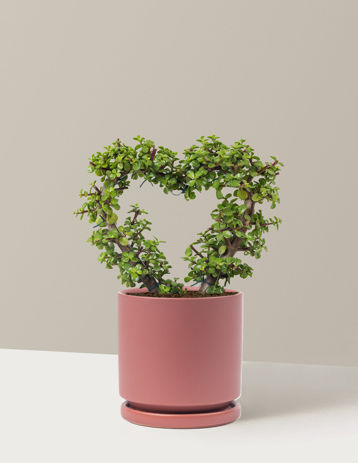 Elephant Bush Heart Bonsai