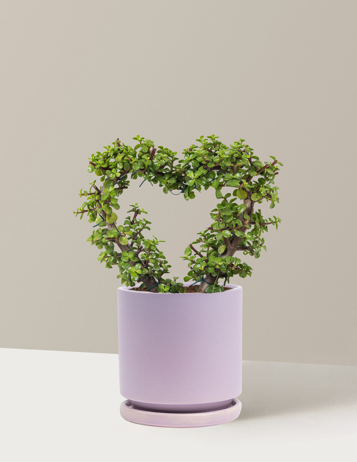 files/the-sill_Medium-Elephant-Bush-Heart-Bonsai_Medium_Isbella-Lavender_Variant.jpg