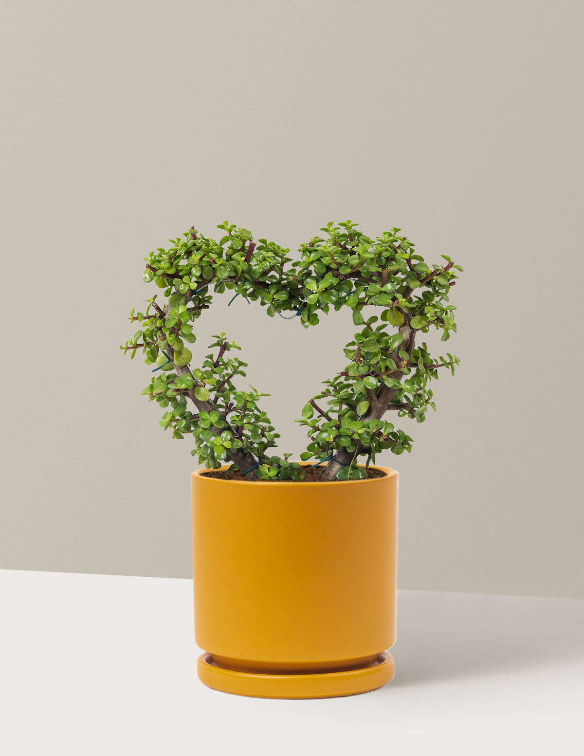 Elephant Bush Heart Bonsai