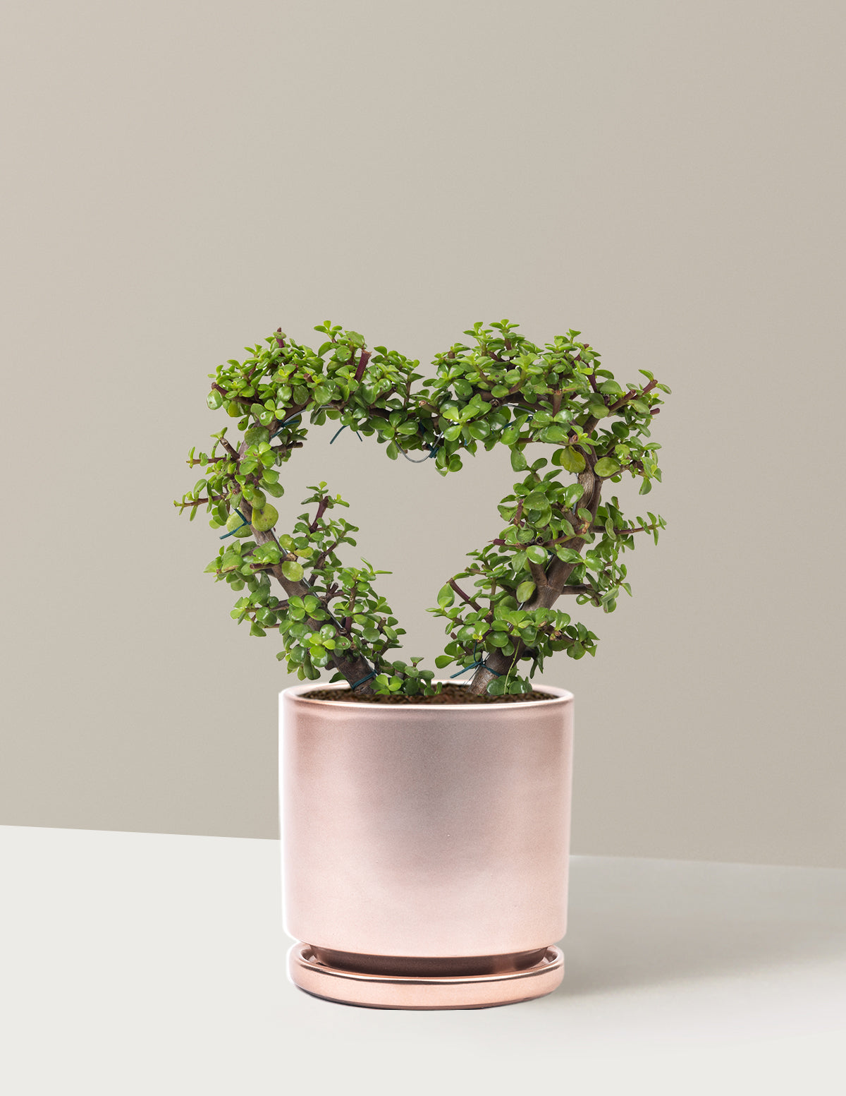 Elephant Bush Heart Bonsai