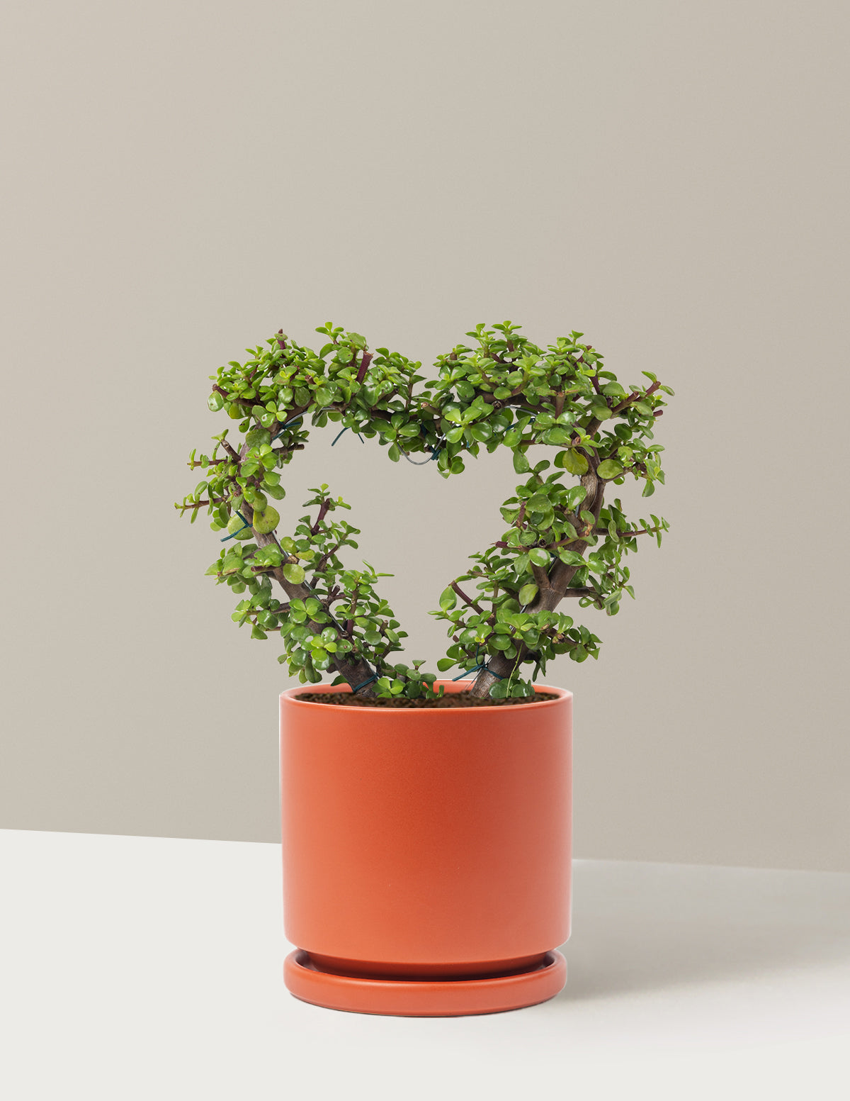 Elephant Bush Heart Bonsai