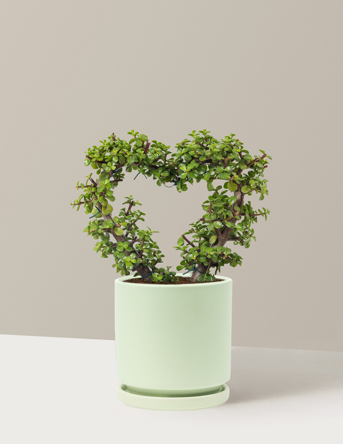 Elephant Bush Heart Bonsai