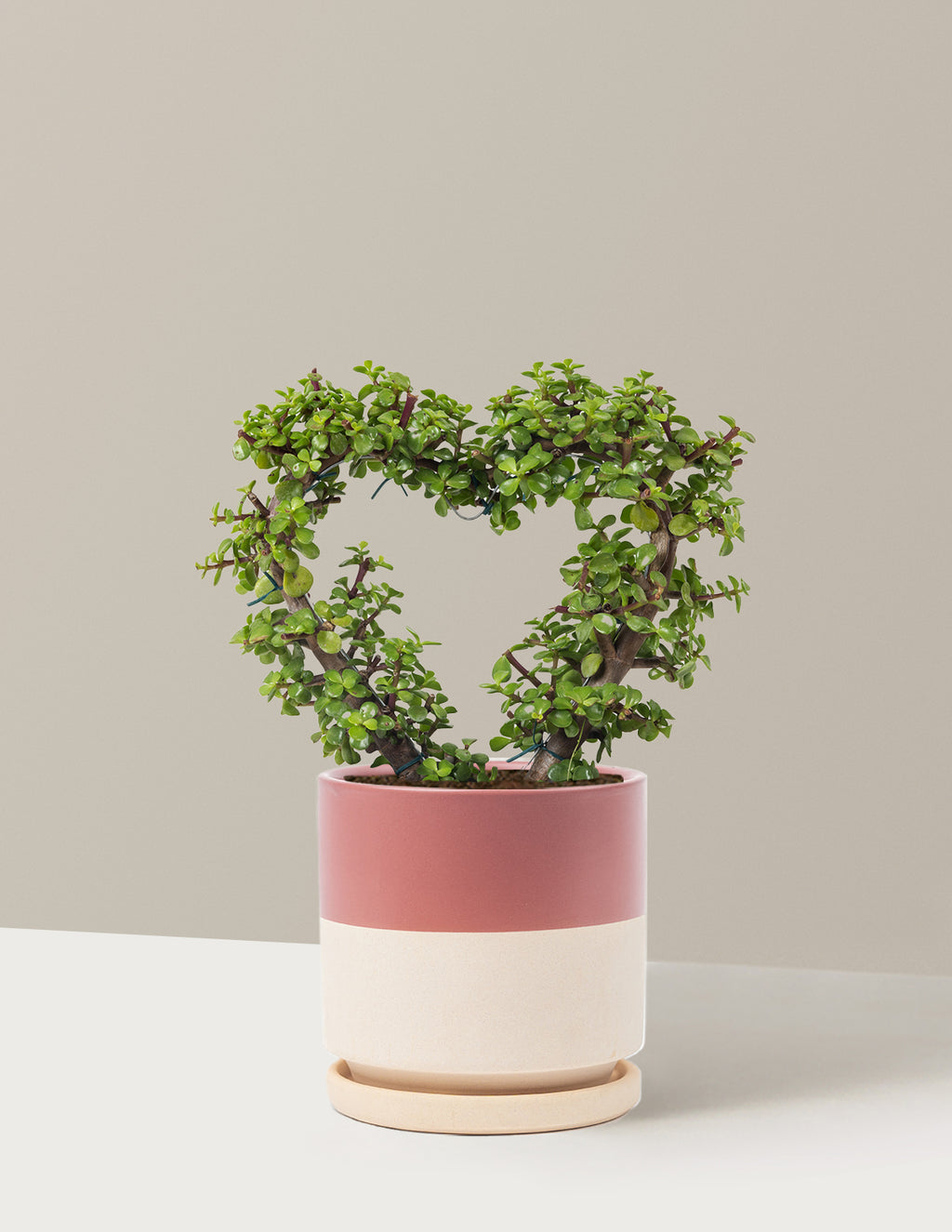 Elephant Bush Heart Bonsai