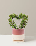 Elephant Bush Heart Bonsai