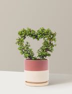 Elephant Bush Heart Bonsai
