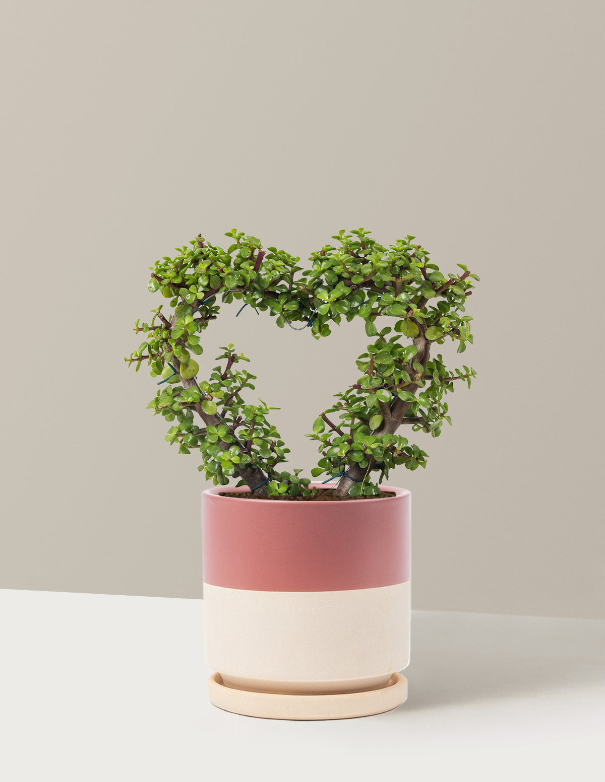 Elephant Bush Heart Bonsai
