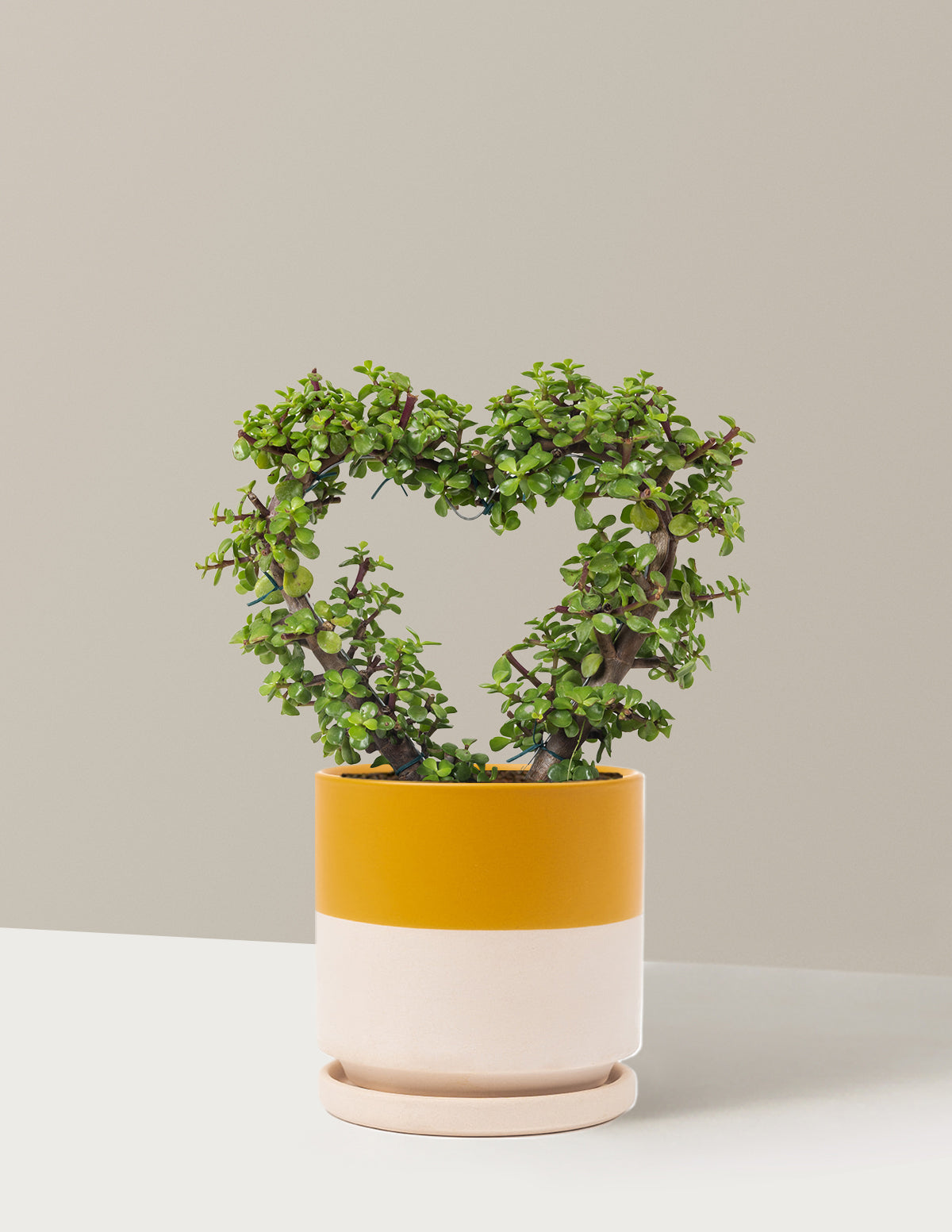 Elephant Bush Heart Bonsai