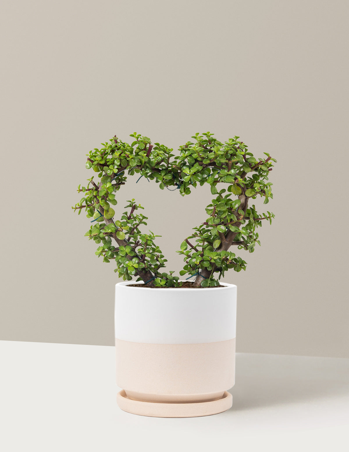 Elephant Bush Heart Bonsai