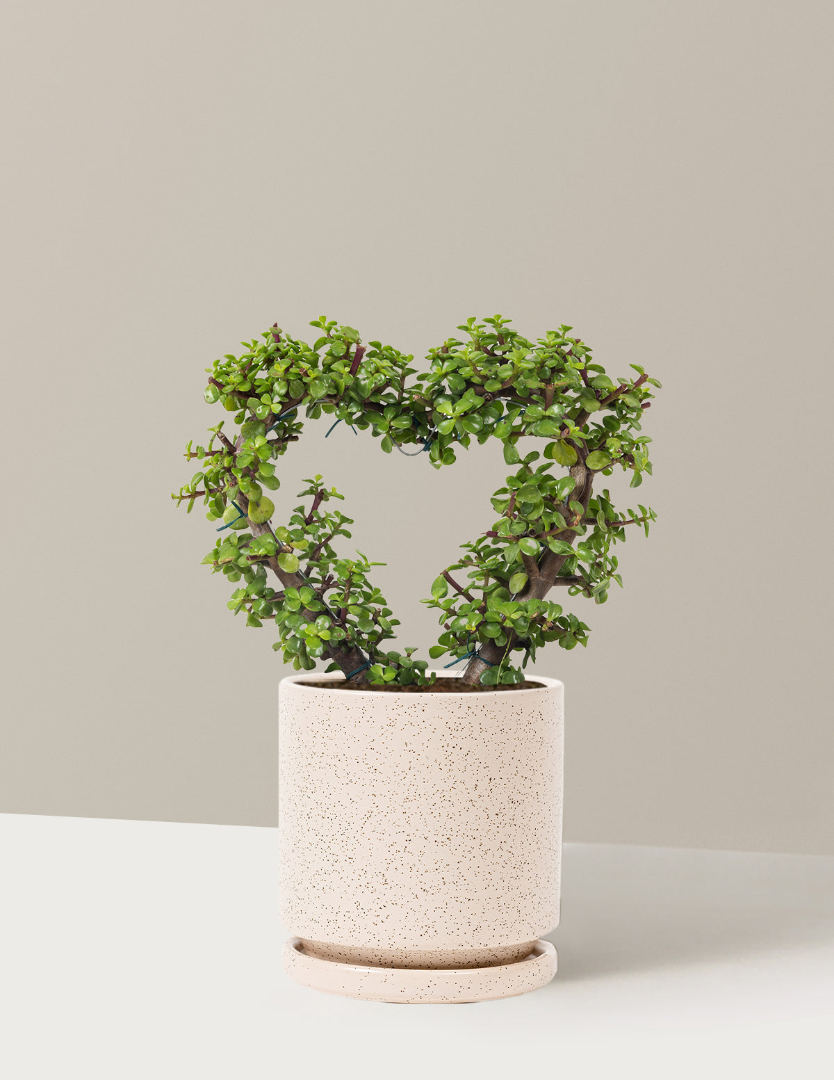 Elephant Bush Heart Bonsai