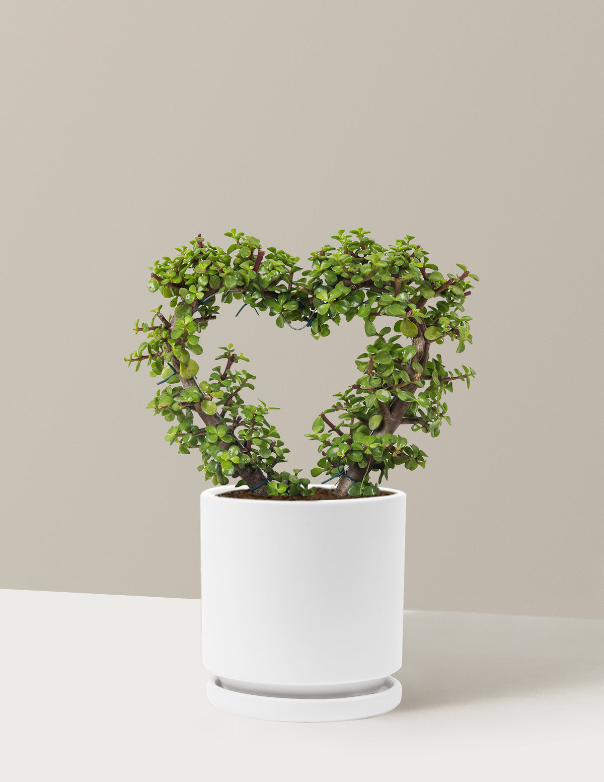 Elephant Bush Heart Bonsai