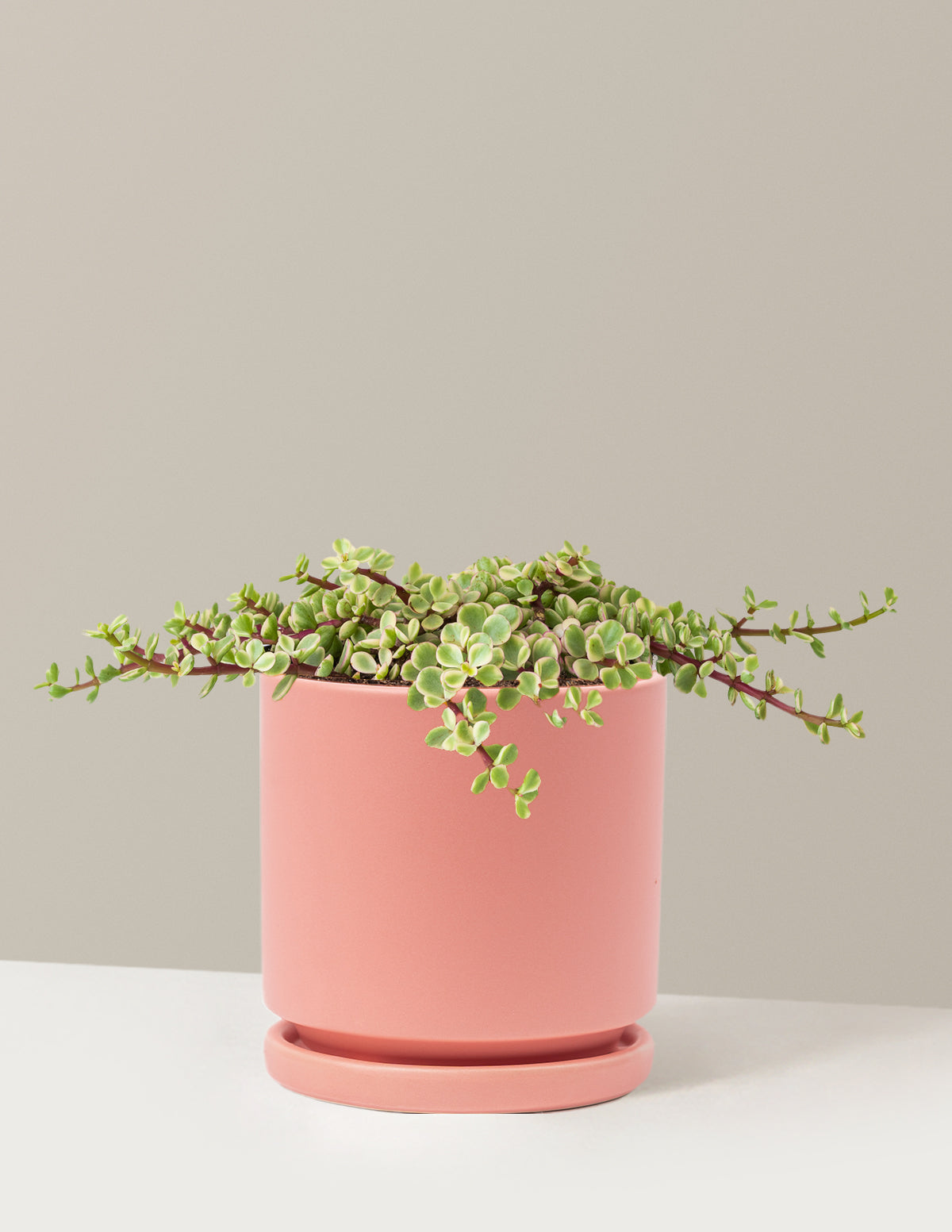 Variegated Elephant Bush Prosperity Plant