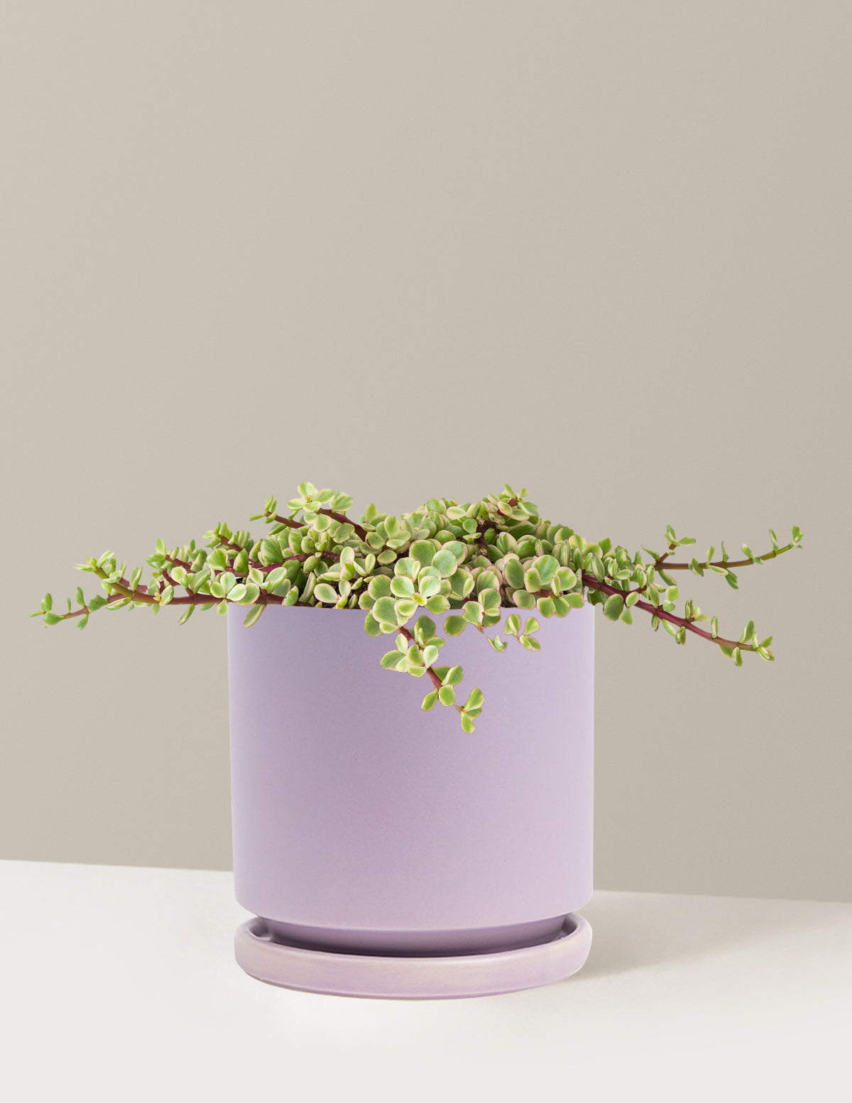 Variegated Elephant Bush Prosperity Plant