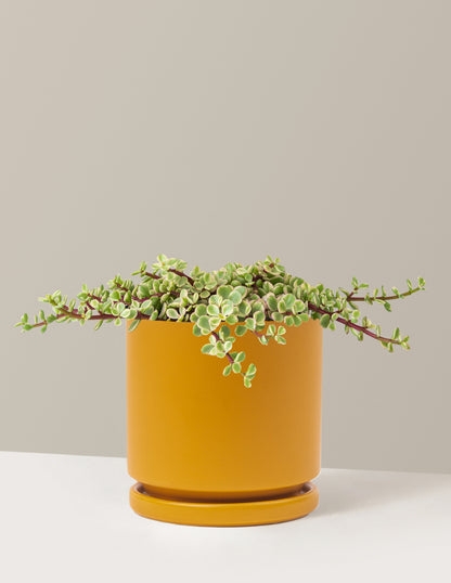 Variegated Elephant Bush Prosperity Plant