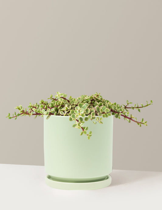 Variegated Elephant Bush Prosperity Plant