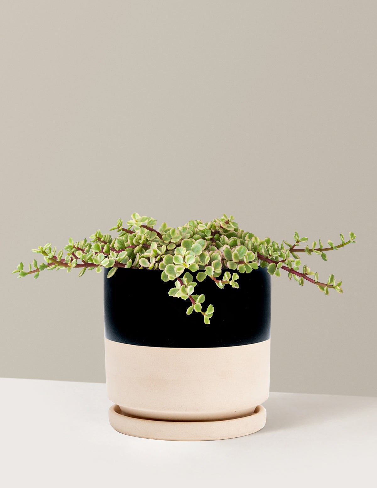 Variegated Elephant Bush Prosperity Plant