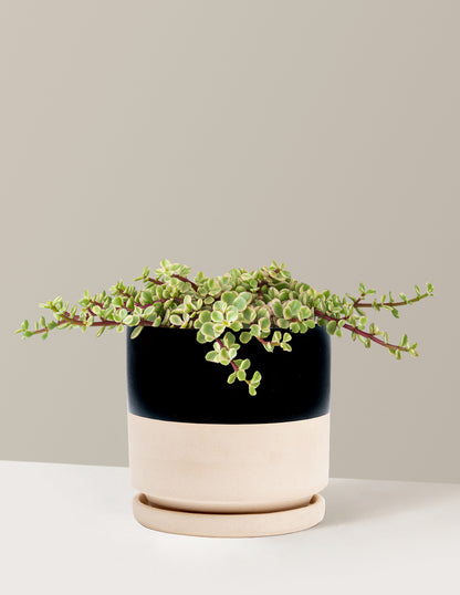 Variegated Elephant Bush Prosperity Plant