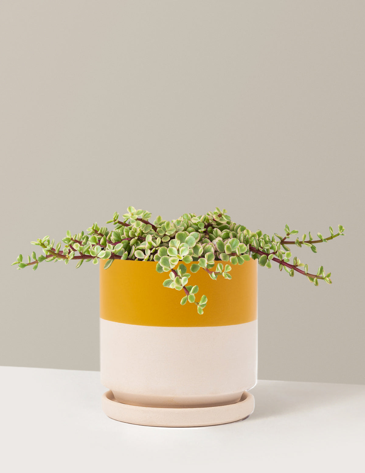 Variegated Elephant Bush Prosperity Plant