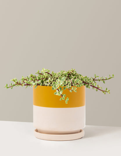 Variegated Elephant Bush Prosperity Plant