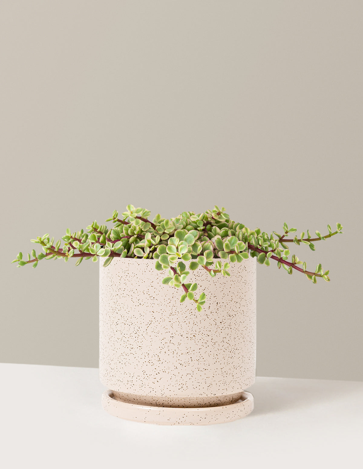 Variegated Elephant Bush Prosperity Plant
