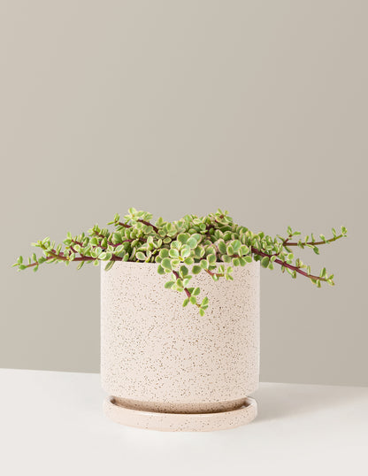 Variegated Elephant Bush Prosperity Plant