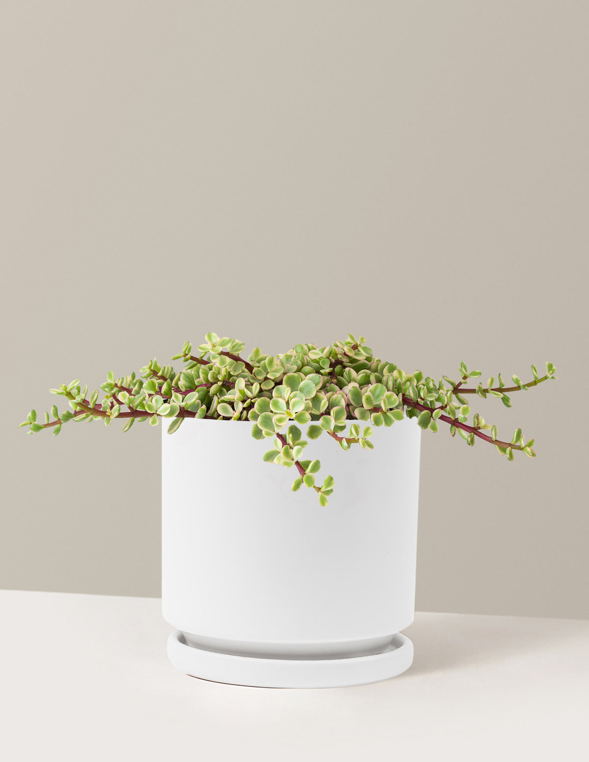 elephant bush indoor plant Variegated Elephant Bush Prosperity Plant with Planter - Small (10-12" tall) Olive Planter