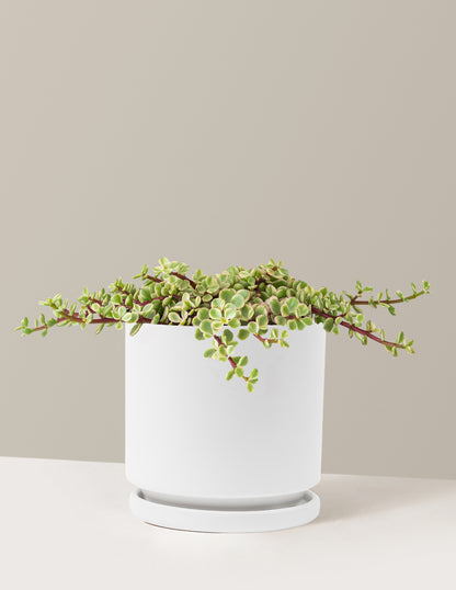 Variegated Elephant Bush Prosperity Plant