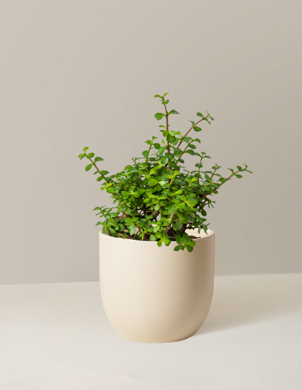 Elephant Bush Prosperity Plant