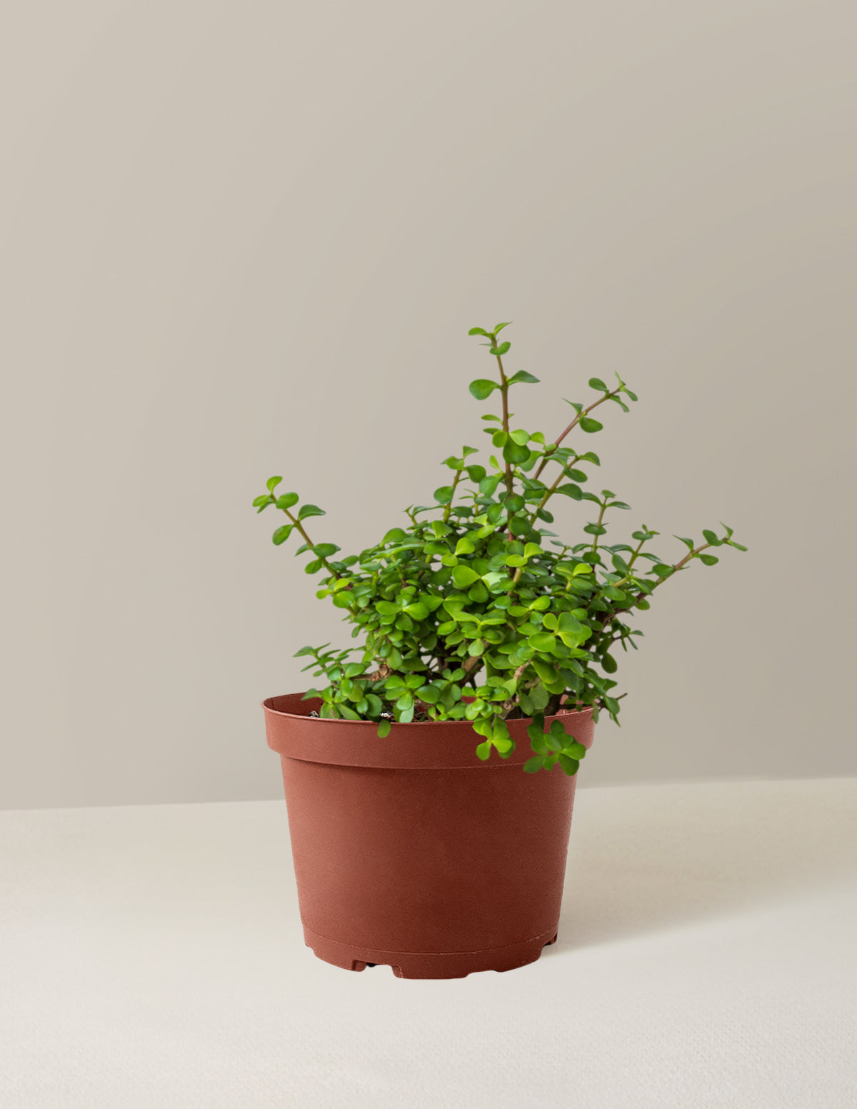 Elephant Bush Prosperity Plant