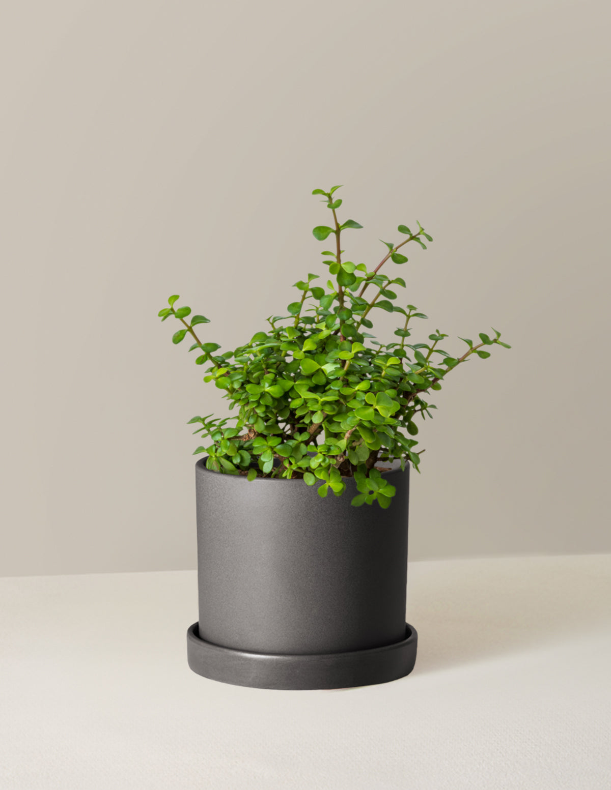 Elephant Bush Prosperity Plant
