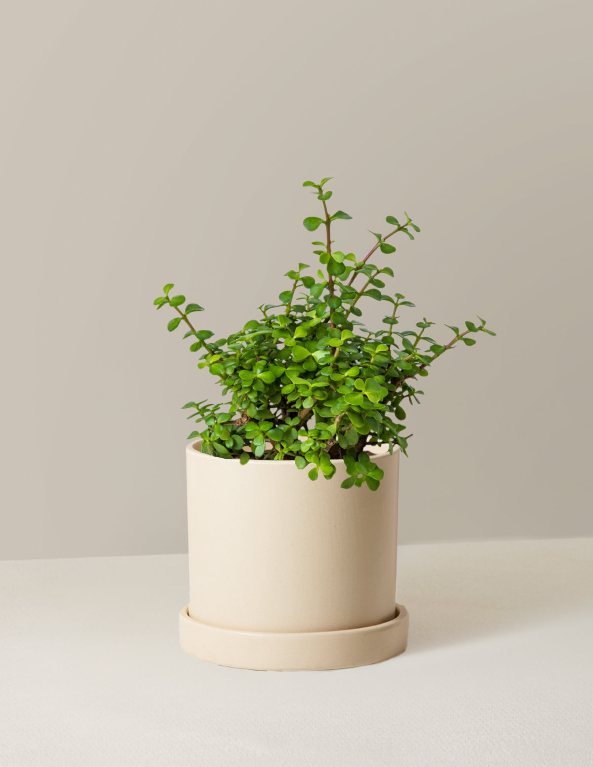 Elephant Bush Prosperity Plant