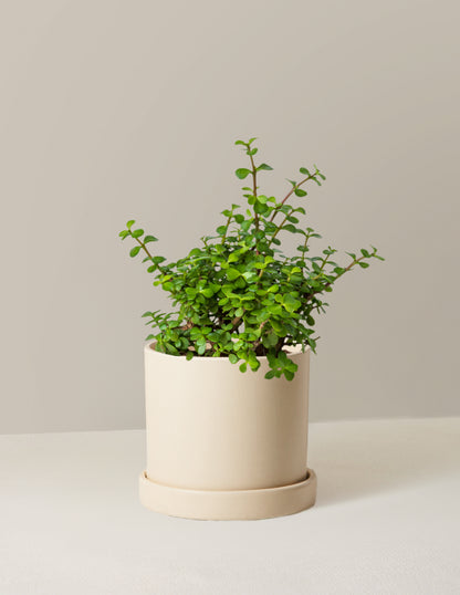 Elephant Bush Prosperity Plant