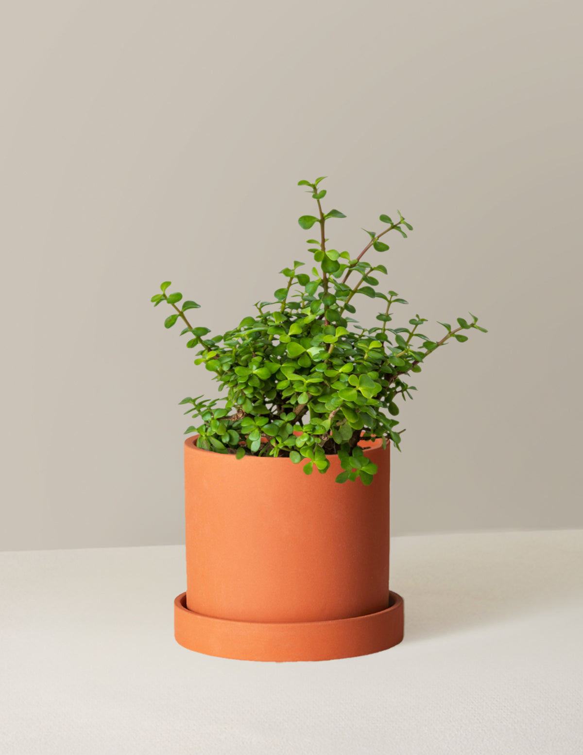 Elephant Bush Prosperity Plant