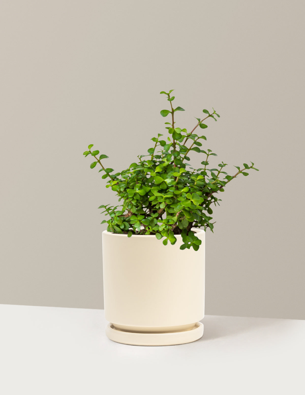 Elephant Bush Prosperity Plant
