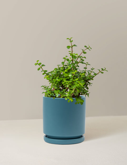 Elephant Bush Prosperity Plant